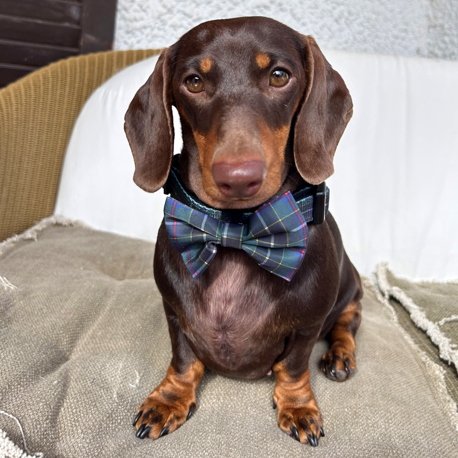Handmade Dog Bow Tie - Cornish Hunting Tartan