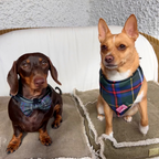 Handmade Dog Bow Tie - Cornish Hunting Tartan